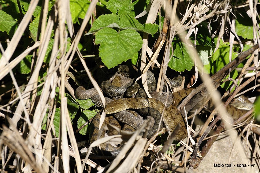 Natrix tessellata: famiglia allargata o famiglia stipata?